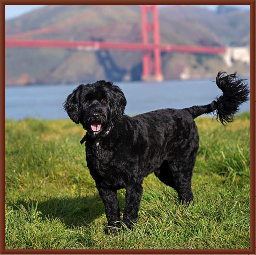 Cookie at Golden Gate